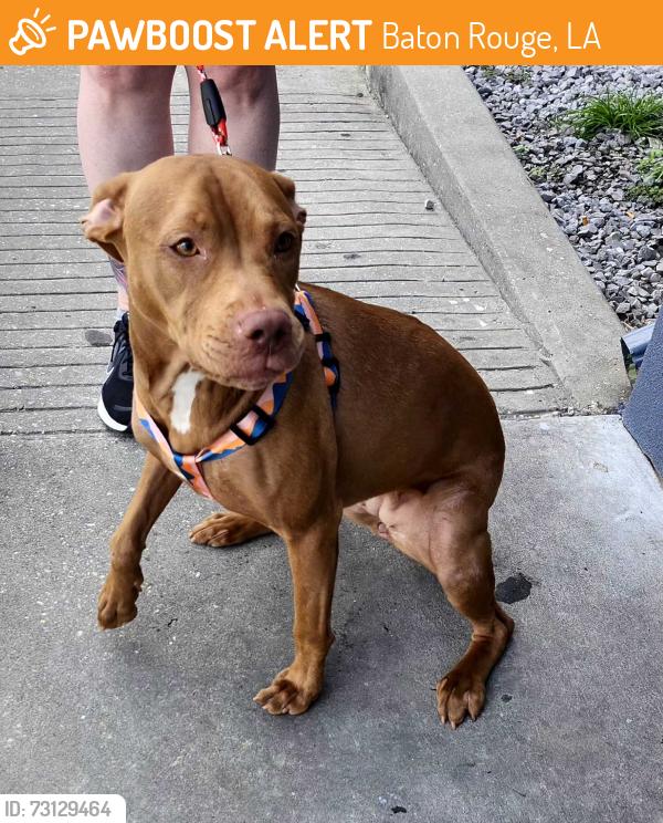 Found/Stray Female Dog last seen Days inn, Baton Rouge, LA 70809