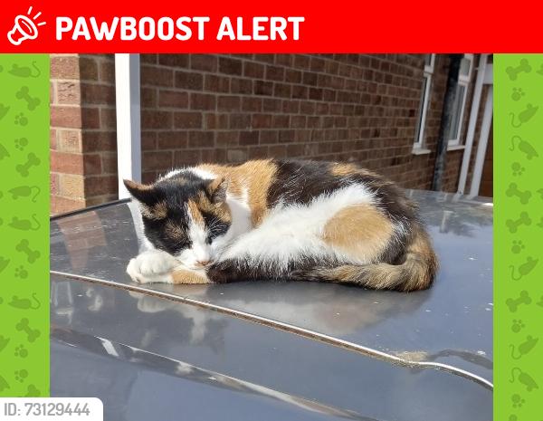Lost Female Cat last seen Adrich Road Cleethorpes, North East Lincolnshire, England 