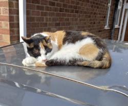 Lost Female Cat last seen Adrich Road Cleethorpes, North East Lincolnshire, England 