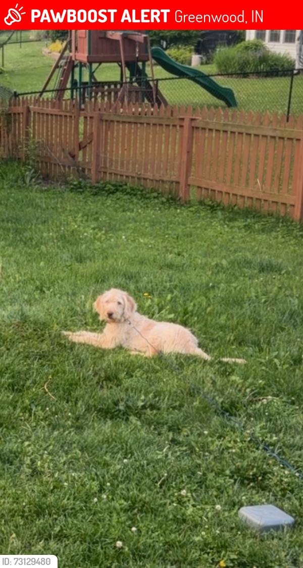 Lost Male Dog last seen Columbia ct, Greenwood, IN 46142