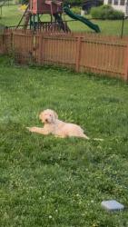 Lost Male Dog last seen Columbia ct, Greenwood, IN 46142