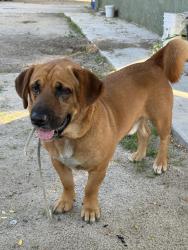 Reunited Male Dog last seen Nears Gunnersonst and lash st, Lake Elsinore, CA 92530