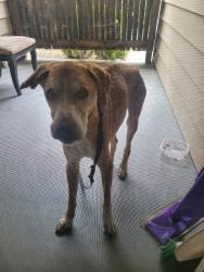 Found/Stray Female Dog last seen Stabler lane, Yuba City, CA 95993
