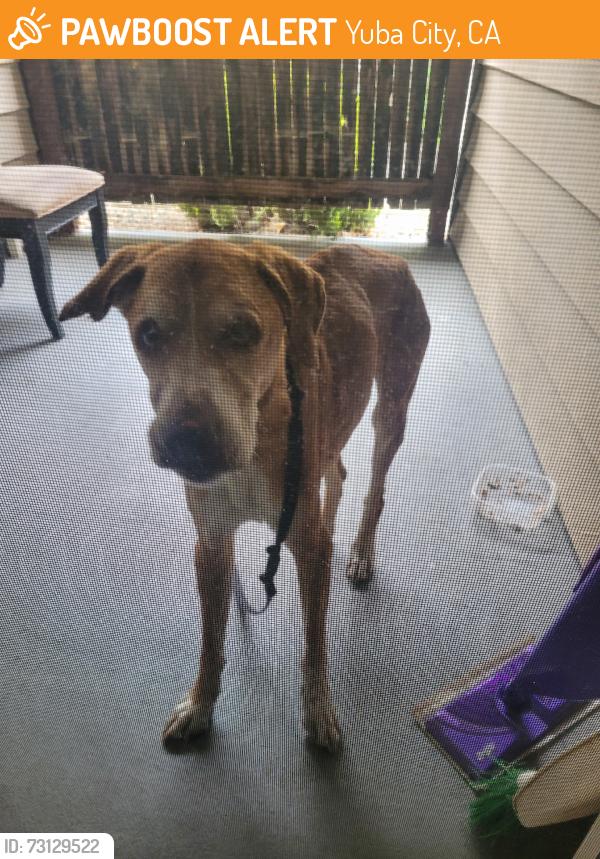 Found/Stray Female Dog last seen Stabler lane, Yuba City, CA 95993