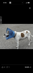 Found/Stray Male Dog last seen Pinewalk Dr N Margate, FL, Margate, FL 33063