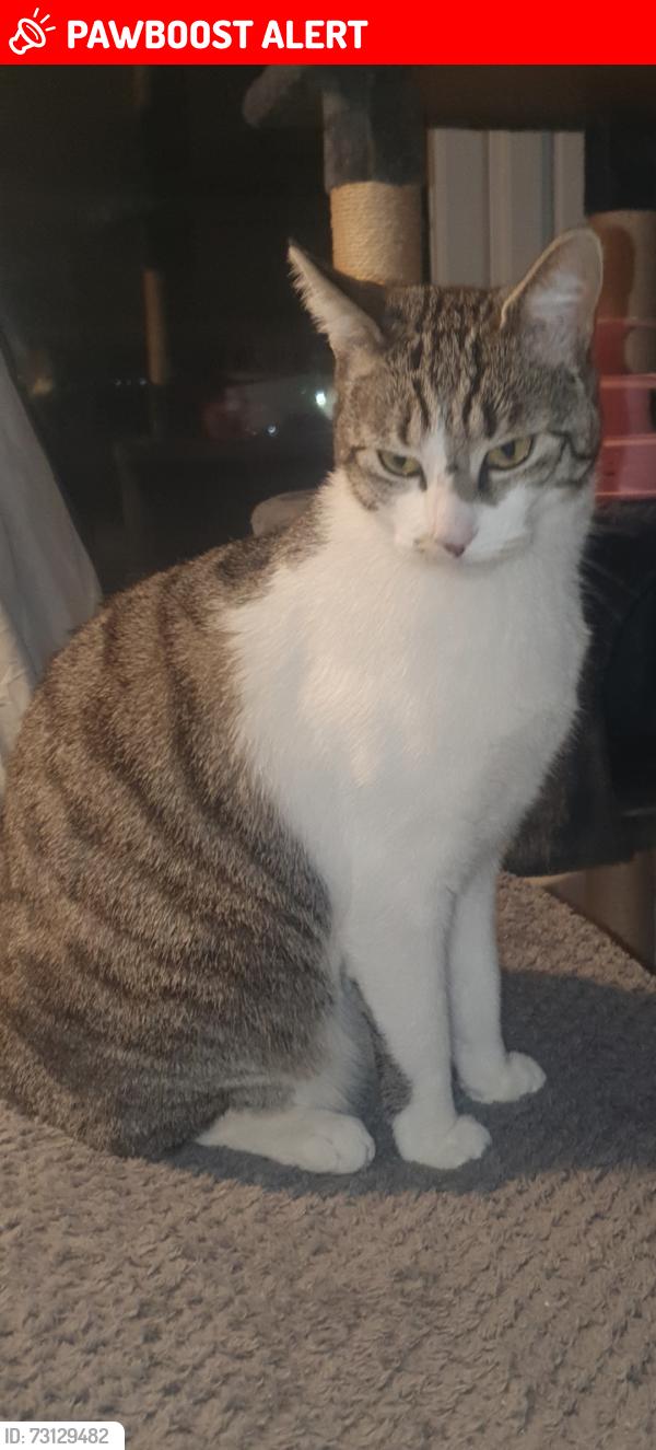 Lost Female Cat last seen Inverdon Court woodlands, Aberdeen City, Scotland AB24 1XT