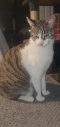 Lost Female Cat last seen Inverdon Court woodlands, Aberdeen City, Scotland AB24 1XT