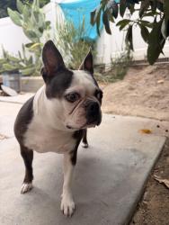 Reunited Female Dog last seen Avenida Sonoma, Temecula, CA 92590