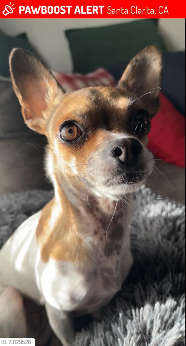 Lost Female Dog last seen Race St and Market St, Santa Clarita, CA 91321