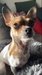 Lost Female Dog last seen Race St and Market St, Santa Clarita, CA 91321