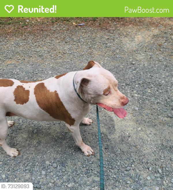 Reunited Male Dog last seen Bass Mountain Rd, Snow Camp, NC 27349