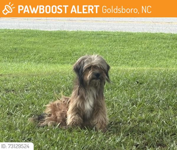 Found/Stray Male Dog last seen Near N HWY and Daw Pate, Goldsboro, NC 27530