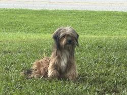 Found/Stray Male Dog last seen Near N HWY and Daw Pate, Goldsboro, NC 27530