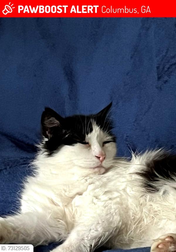 Lost Male Cat last seen Stony Creek Drive, Columbus, GA 31909