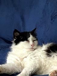 Lost Male Cat last seen Stony Creek Drive, Columbus, GA 31909