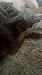 Reunited Female Dog last seen Kerr and 63rd, Vancouver, BC V5S 2G8