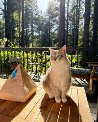 Lost Female Cat last seen Dawnridge rd, Roseville, CA 95678