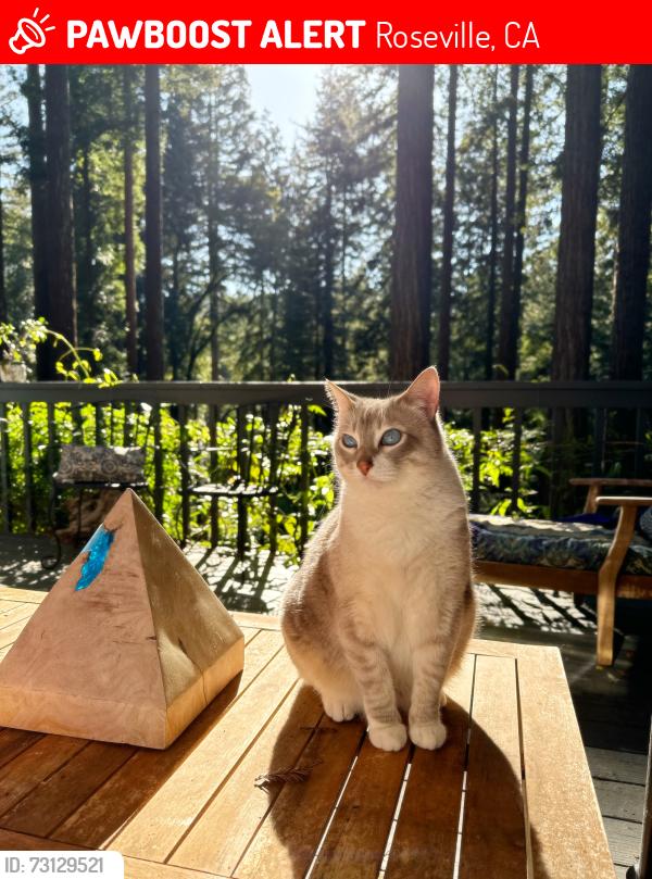 Lost Female Cat last seen Dawnridge rd, Roseville, CA 95678