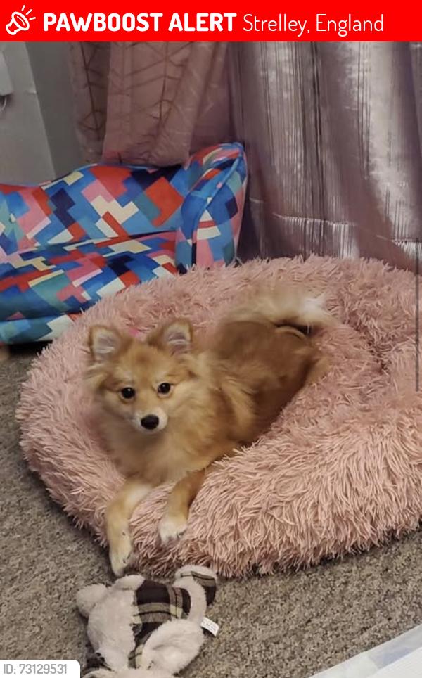 Lost Female Dog last seen Strelley social club, Strelley, England 