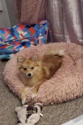 Lost Female Dog last seen Strelley social club, Strelley, England 