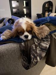 Reunited Female Dog last seen Athens Boonesboro, Lexington, KY 40515
