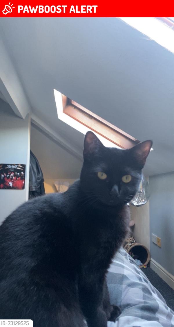 Lost Female Cat last seen Radbourne street, Derby, England DE22 3HD