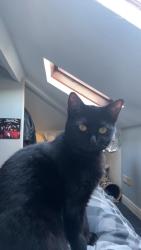 Lost Female Cat last seen Radbourne street, Derby, England DE22 3HD