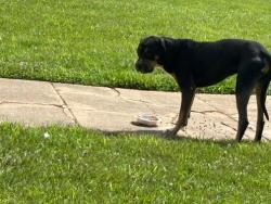Reunited Male Dog last seen Rolling Road, Pikesville, MD 21208
