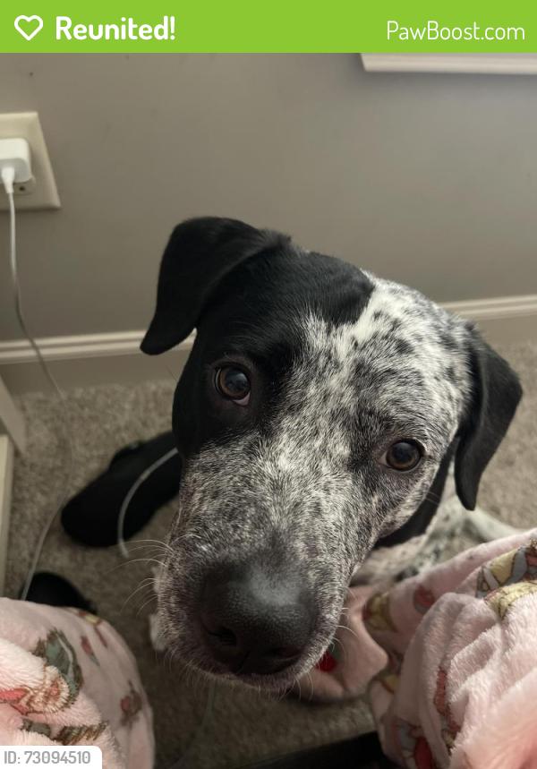 Reunited Male Dog last seen White Oak & Burgess, Pensacola, FL 32503