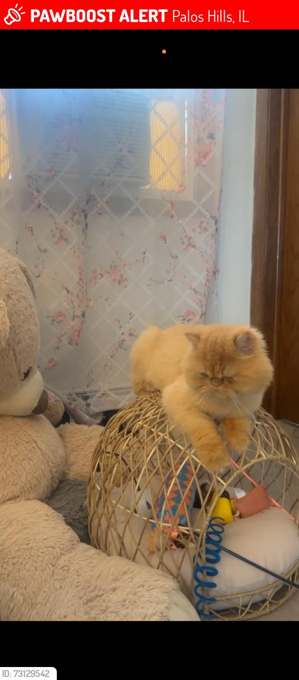 Lost Male Cat last seen Near a 81st ct, Palos Hills, IL 60465