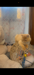 Lost Male Cat last seen Near a 81st ct, Palos Hills, IL 60465