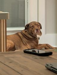 Reunited Female Dog last seen Near Concord Woods Dr, Knoxville, TN 37934, Knoxville, TN 37934