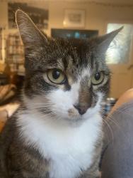 Lost Male Cat last seen Buttermere Road, Newport, Wales NP19 7LT