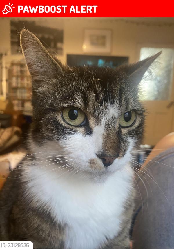 Lost Male Cat last seen Buttermere Road, Newport, Wales NP19 7LT
