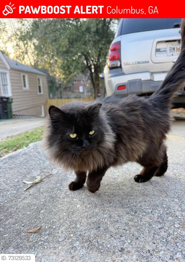 Lost Male Cat last seen Near th ave, Columbus, GA 31904