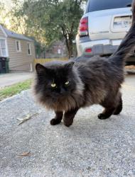 Lost Male Cat last seen Near th ave, Columbus, GA 31904