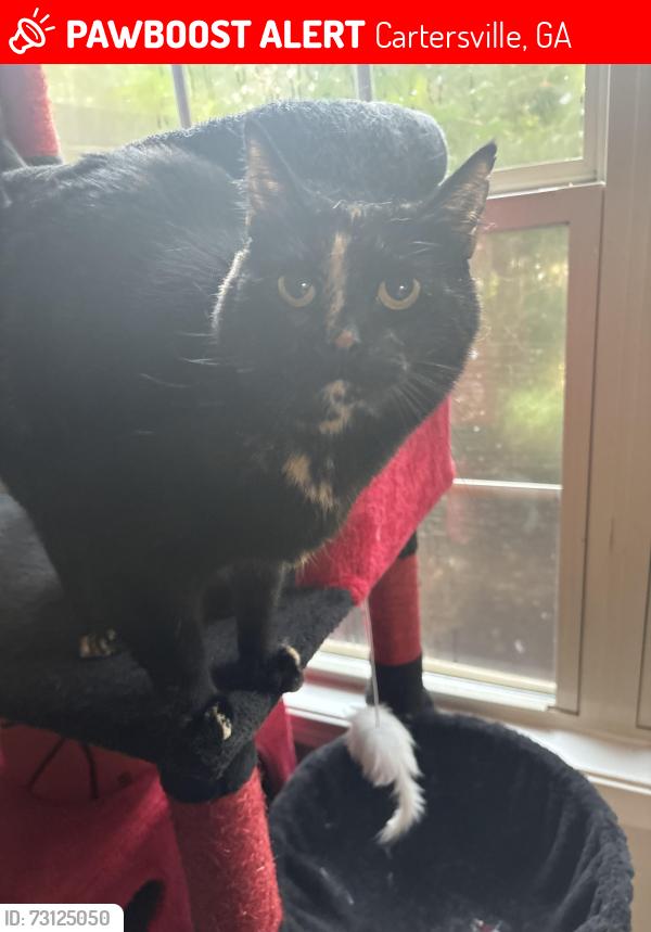 Lost Female Cat last seen Gilliams crossing sw, Cartersville, GA 30120