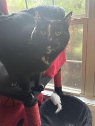 Lost Female Cat last seen Gilliams crossing sw, Cartersville, GA 30120