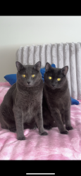 Lost Male Cat last seen Near & 50th, Langley, BC V3A 3S6