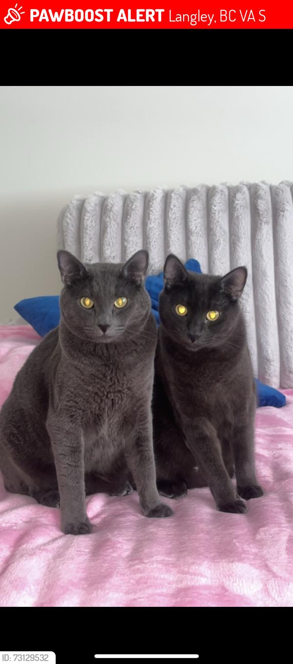 Lost Male Cat last seen Near & 50th, Langley, BC V3A 3S6