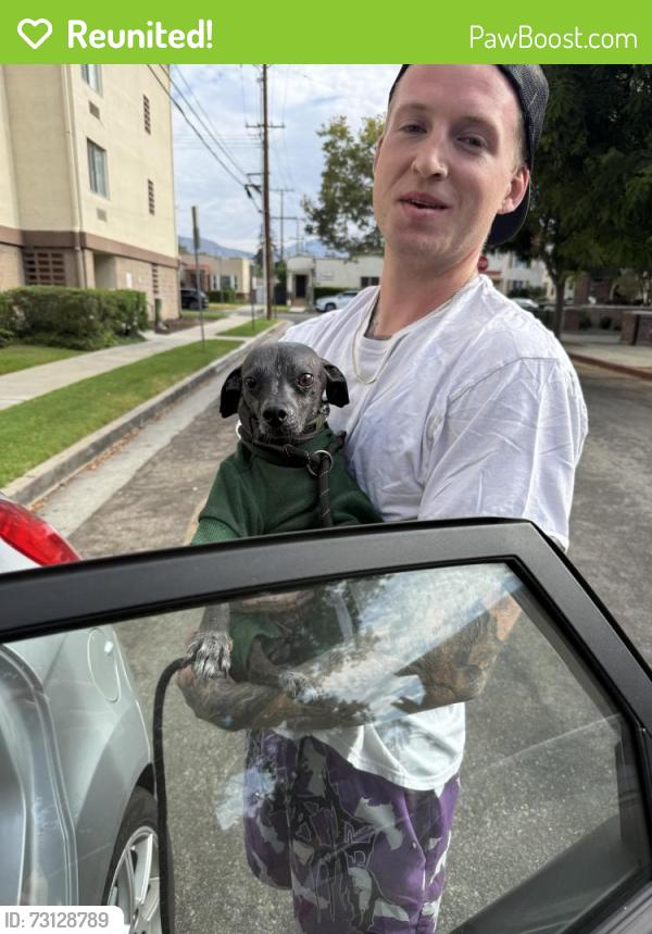 Reunited Male Dog last seen Colorado and Verdugo, Glendale, CA 91205