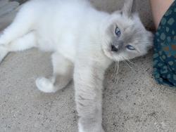 Found/Stray Unknown Cat last seen Van Winkle St, Weatherford, TX 76086