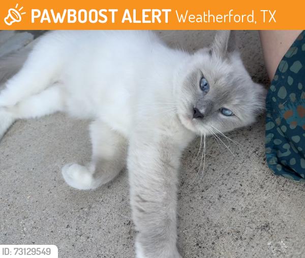 Found/Stray Unknown Cat last seen Van Winkle St, Weatherford, TX 76086