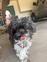 Lost Female Dog last seen 64th St and 62nd, Mesa, AZ 85205