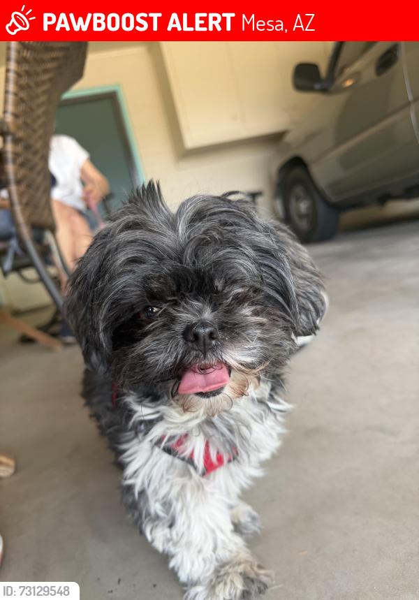 Lost Female Dog last seen 64th St and 62nd, Mesa, AZ 85205