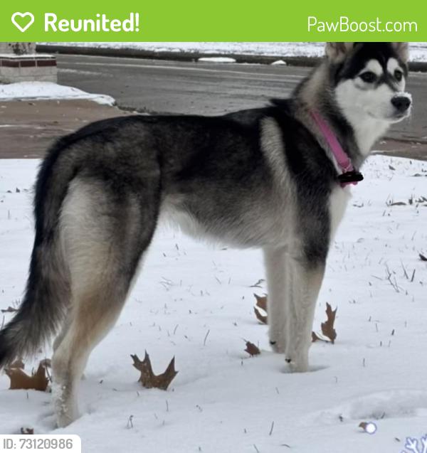 Reunited Female Dog last seen Memorial parkway, Houston, TX 77019