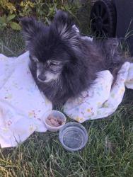 Found/Stray Unknown Dog last seen Off 9th Street, Idaho Falls, ID 83404