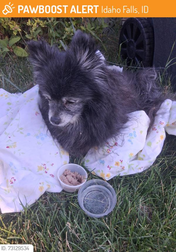 Found/Stray Unknown Dog last seen Off 9th Street, Idaho Falls, ID 83404