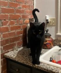 Reunited Male Cat last seen Trevor Avenue/ Harrison Avenue near police station, Cheviot, OH 45211