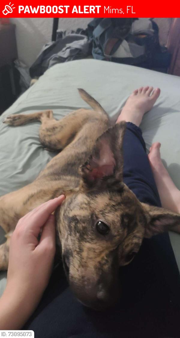 Lost Female Dog last seen Norfolk st mims florida, Mims, FL 32754